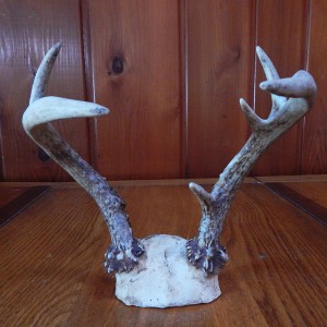 6 point antlers cropped