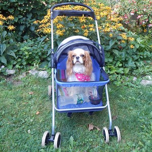Lola in Cart cropped 3