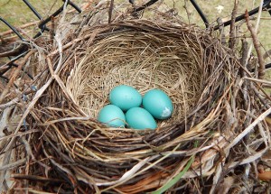 blue eggs cropped