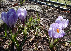 crocuses 3 cropped