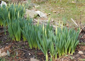 daffodils cropped 2