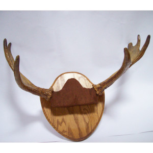 Moose Antlers