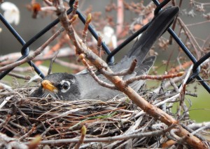 robin on nest cropped