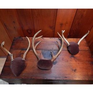 set of 3 antlers 3 cropped