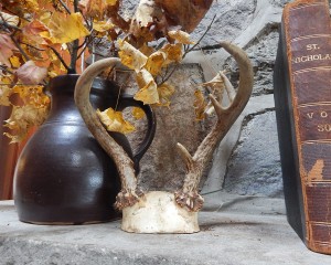 six point standing antler